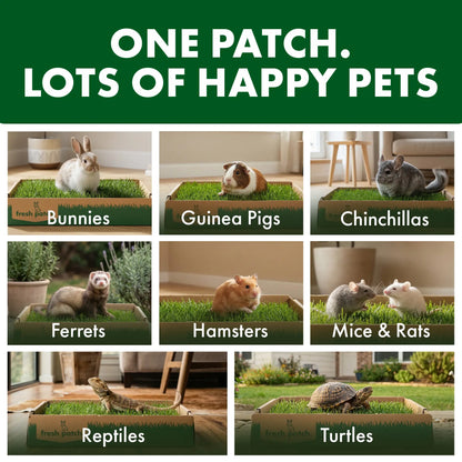Rabbit Patch - Farm Fresh Grass Pad (Mini)
